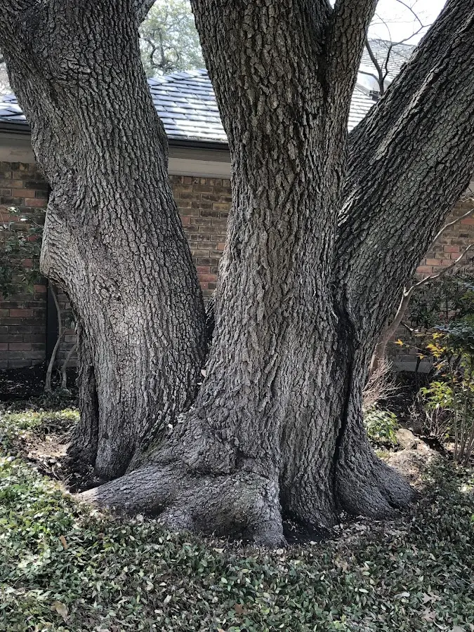 Mature heritage tree close to a Springbrook property cared for by certified arborists