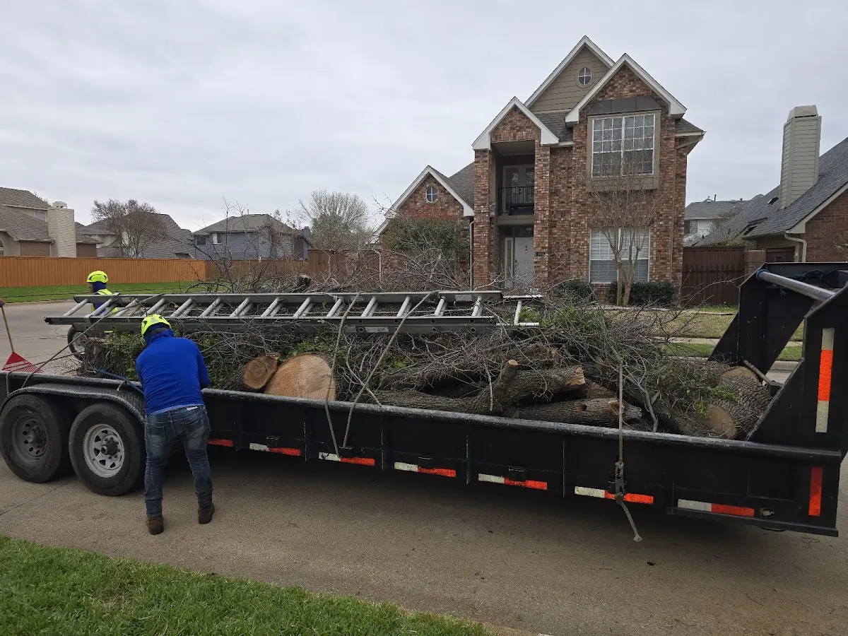Expert Tree Pest Control with proper safety equipment in Springbrook